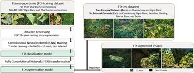 Automatic Detection of Flavescence Dorée Symptoms Across White Grapevine Varieties Using Deep Learning